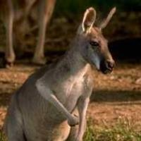 Profile picture for user lostkangaroo